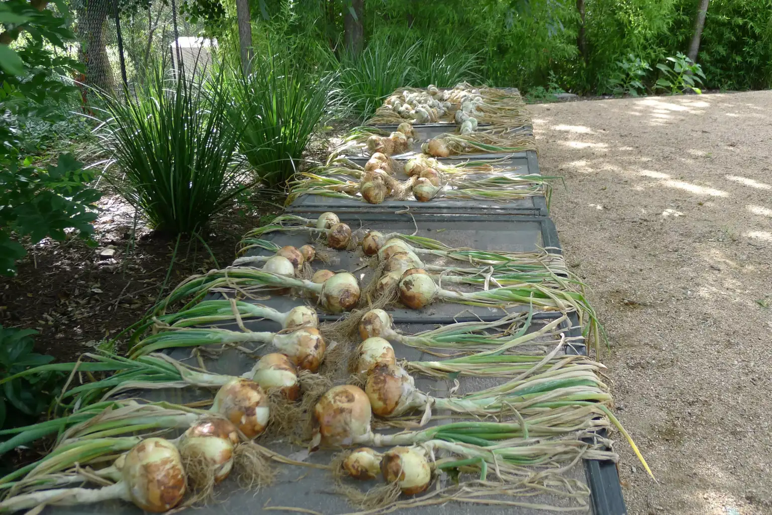 Austin Residence - Image 5 of 7