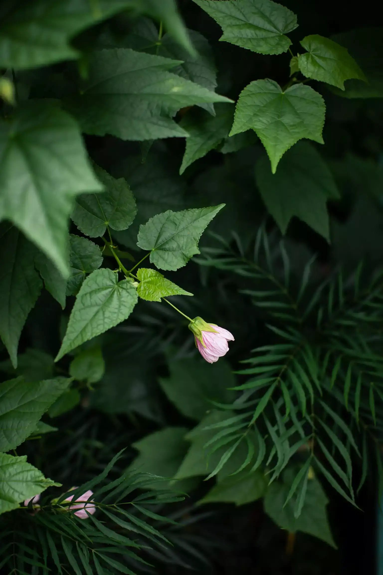 Rollingwood Residence - Image 2 of 4